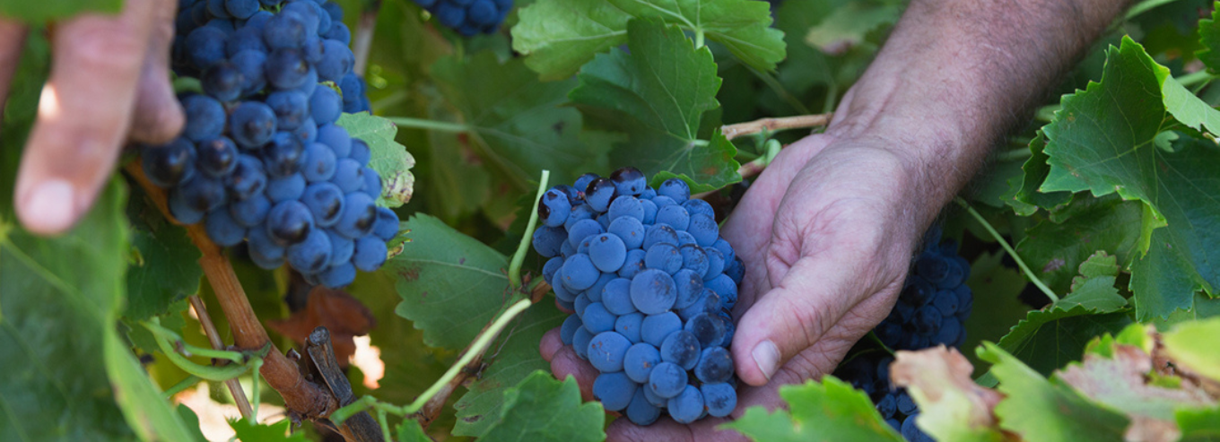 Grapes being held by hands 